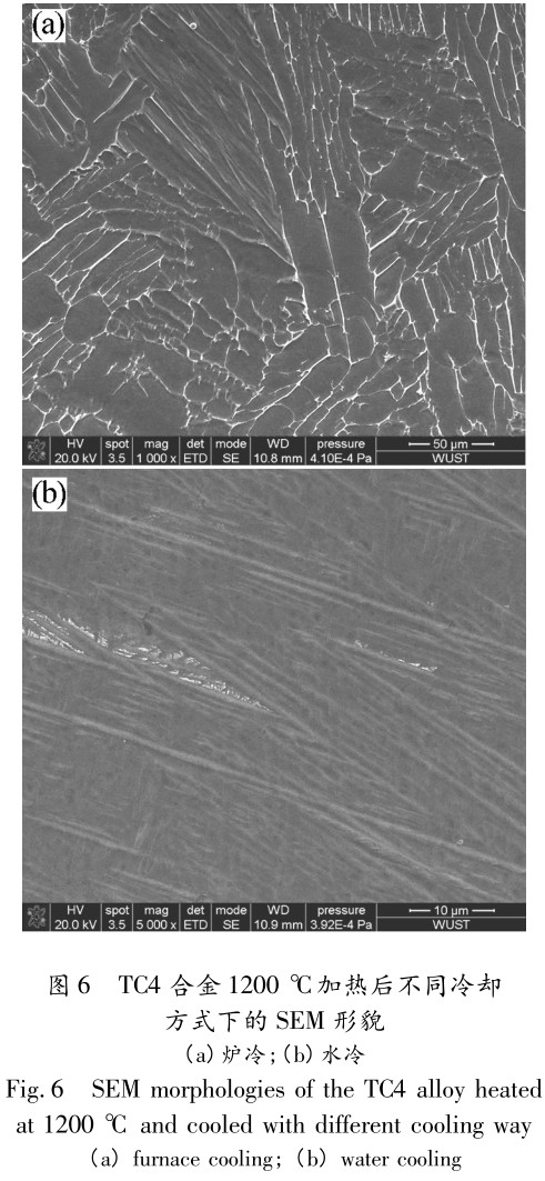 1704926451478366.jpg t6.jpg